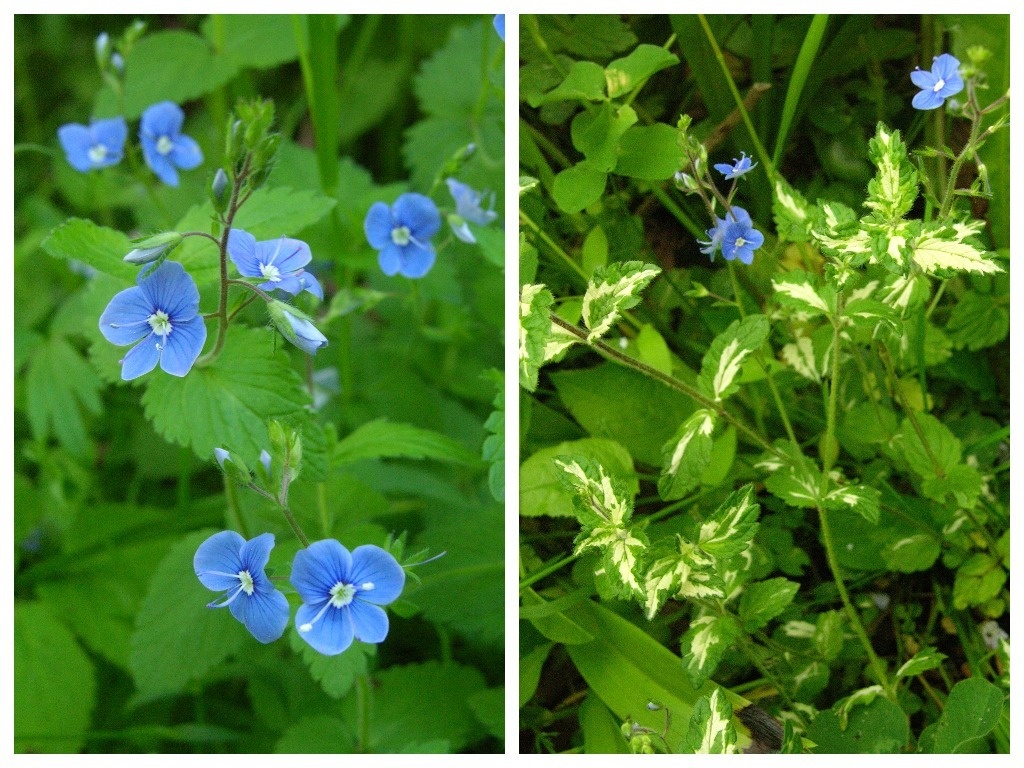    Вероника дубравная (V. chamaedrys); справа — вариегатная форма