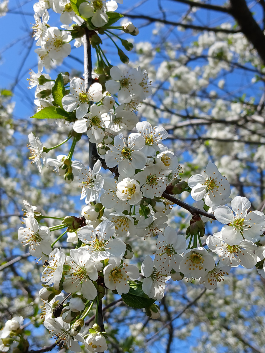 Не сакура, а черевишня расцвела в моем саду!