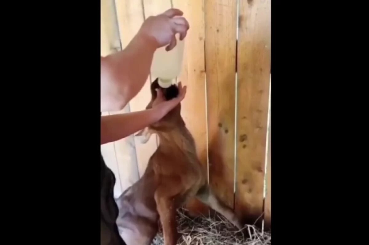    Под Тулой нашли маленького лосёнка