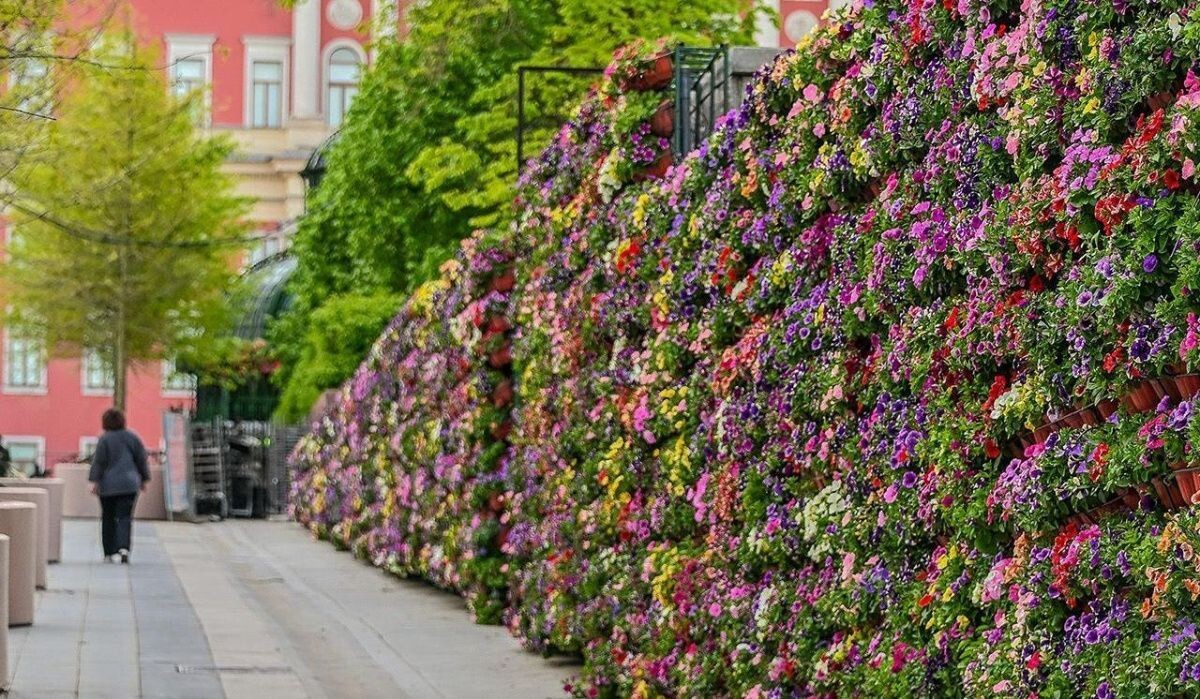     Цветы в Москве. Источник: mos.ru Автор фото: Пресс-служба Мэра и Правительства Москвы