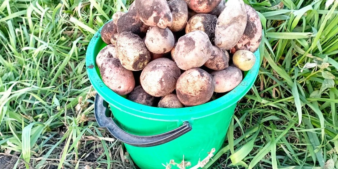 Про дорогую картошку