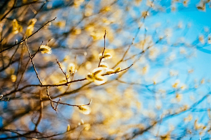     Дожди и до +15°С ожидается сегодня в Беларуси