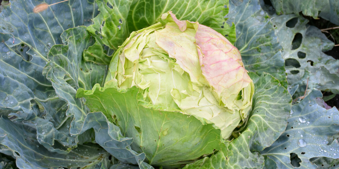 Капусту раньше постоянно жрали «блошки». Теперь один обряд — и ни одного вредителя