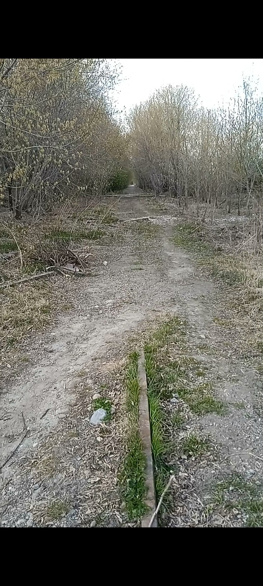 Все, что осталось от железной дороги. То есть практически ничего. Скоро и тропа зарастёт. 