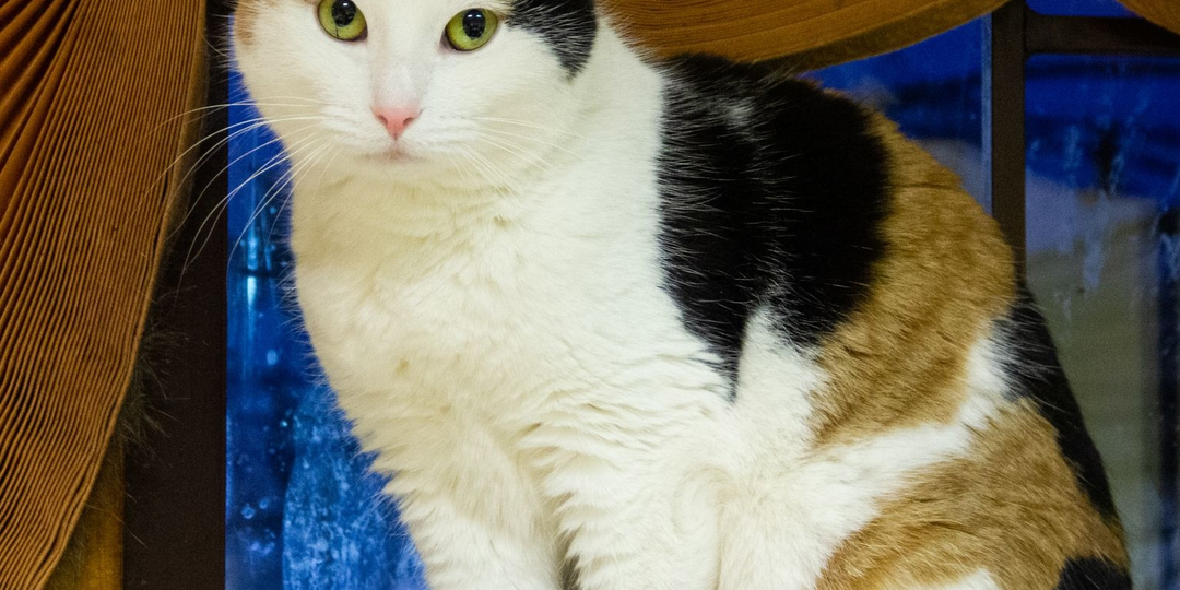 Соня - Золотые Глазки 😻🐈