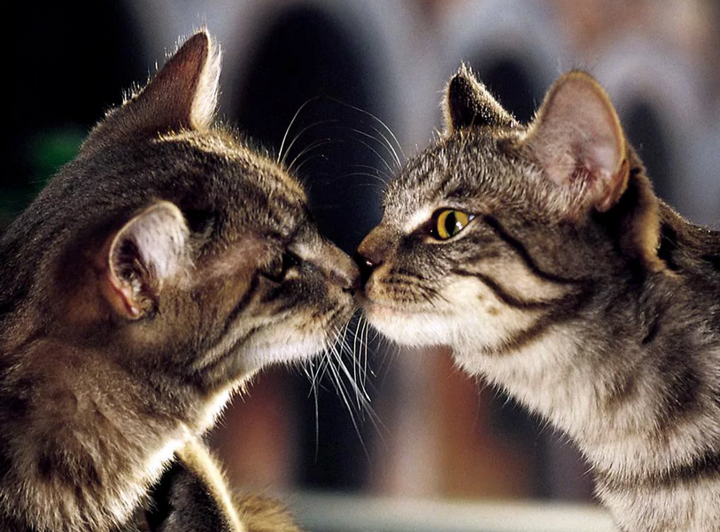 Фото с сайта https://kusochekschastya.ru/