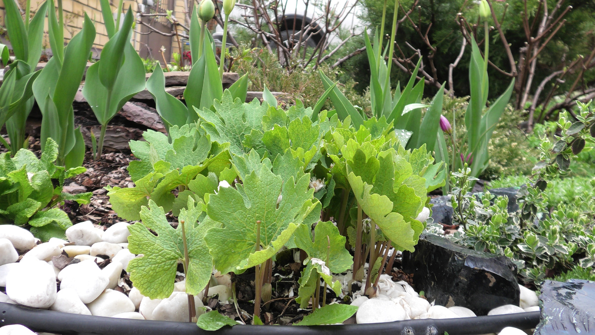 Фото автора канала Дом с кипарисами