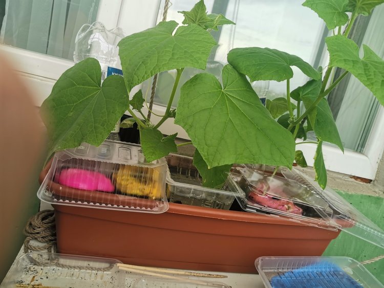    Все секреты раннего урожая огурцов