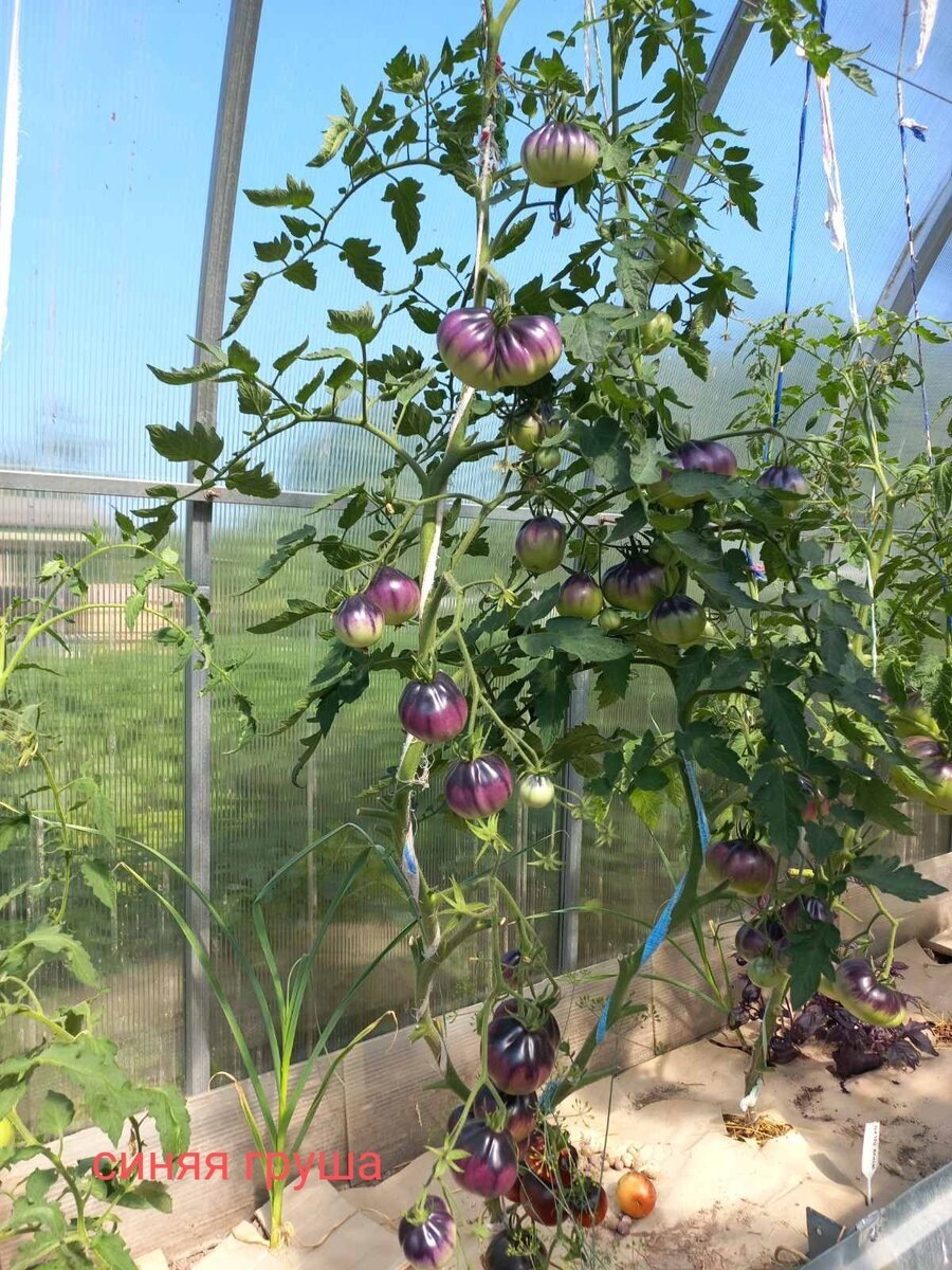 Мамина теплица, 2022 год