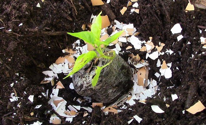 фото не моё ибо жесть