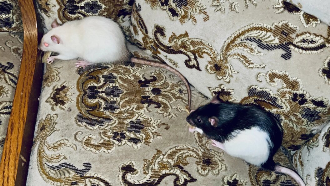    Фото: Царьград