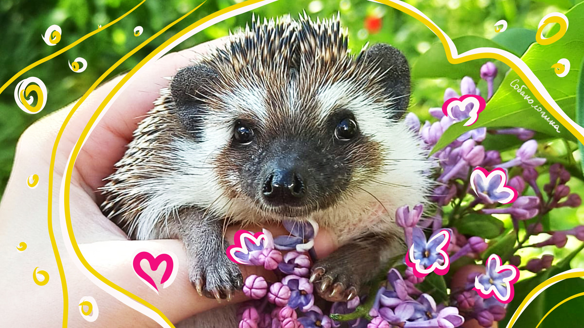 Ёжик в ладонях: маленькое существо с большим характером