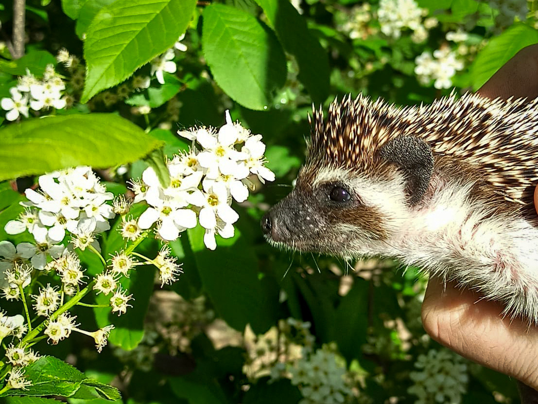 В цветах и на руках. Где ежу безопасно — там и дом