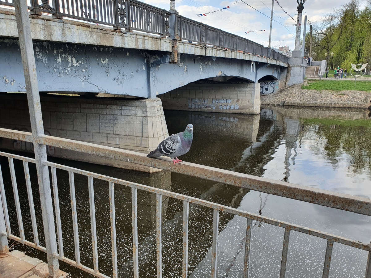 Голубь хочет есть