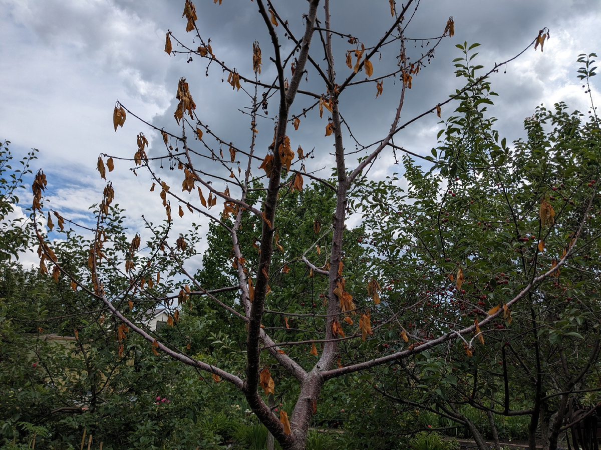 Погибшая черешня