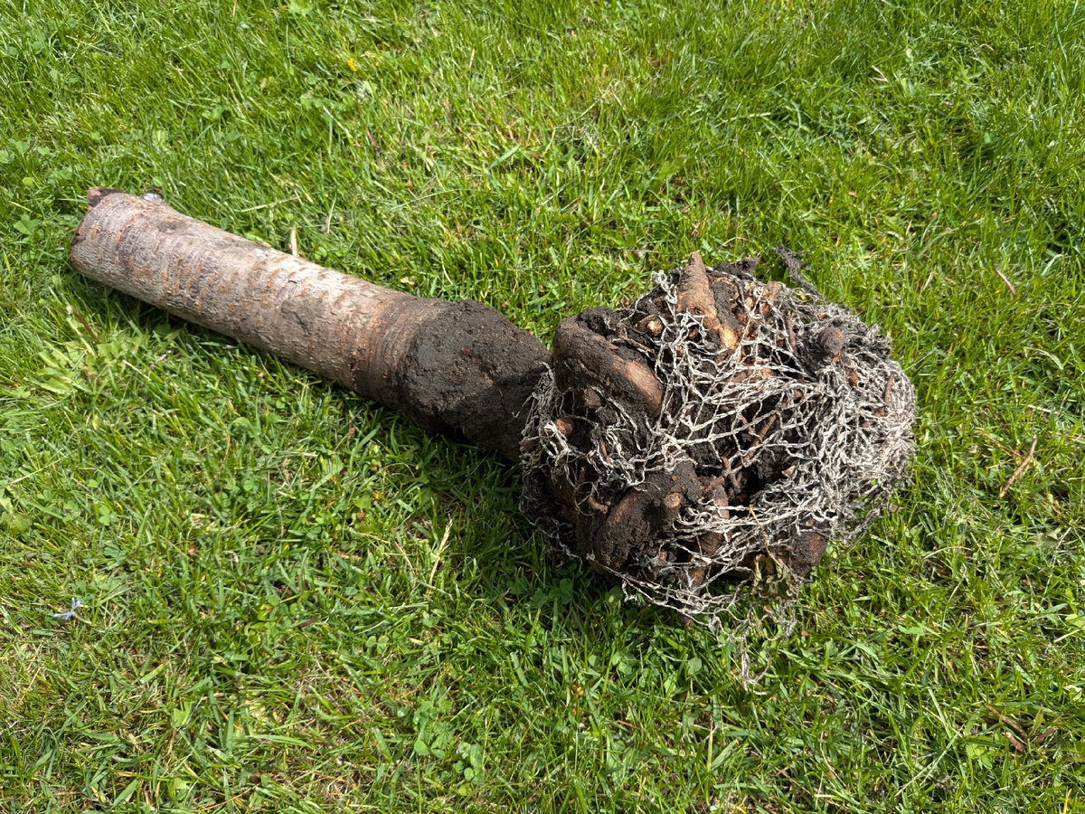 У черешни просто не было корней