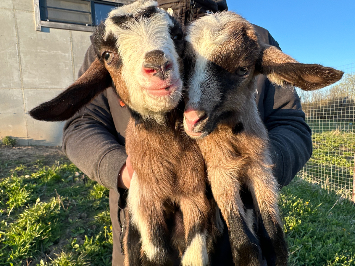 Козлятам 2 дня две козочки, дети Звездочки и чешского козла Бончика.