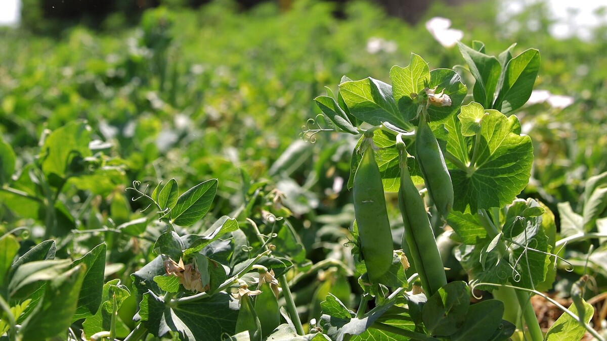 фото из свободного источника интернета