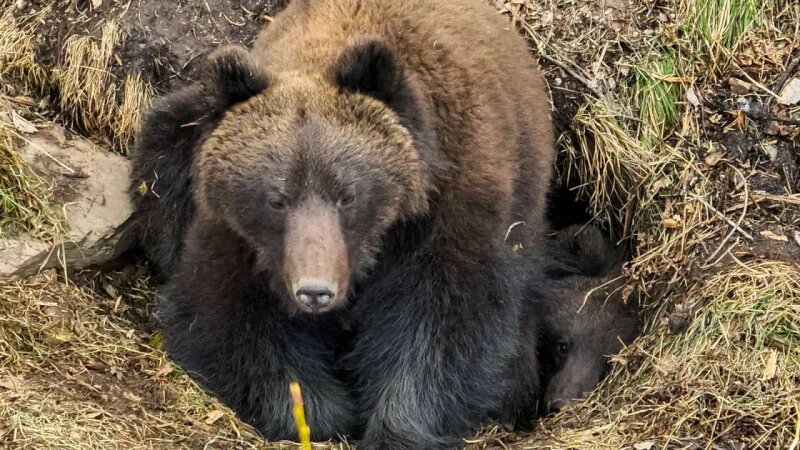     Медведица с медвежатами. Роман Воробьев и Татьяна Клименко