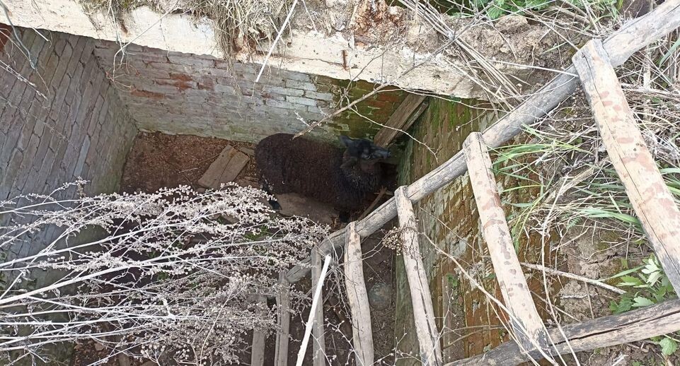    ГКУ МО "Мособлпожспас"