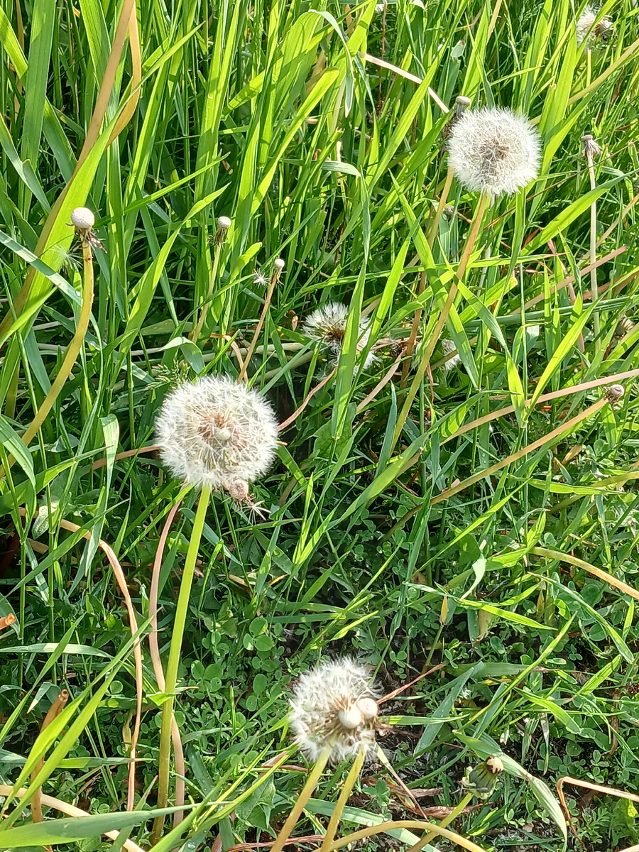 Одуванчики отцвели