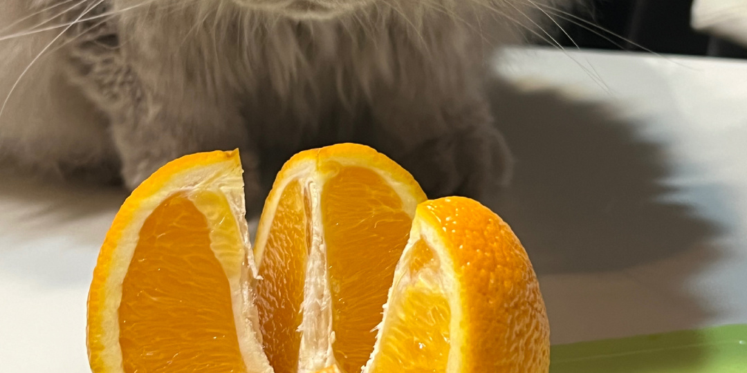 Ароматерапия для ваших кошек: безопасное использование эфирных масел.