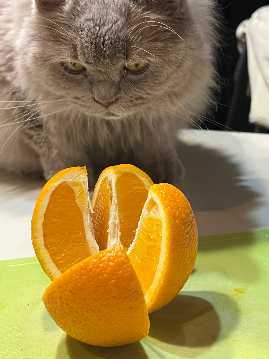 Аромамасла - это отличный природный инструмент, который при правильном применении может помочь вашему питомцу