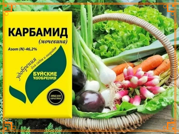 Фото из Интернета. Как подкармливать растения мочевиной.