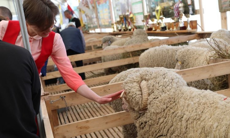   В Дагестане впервые пройдет овцеводческий аукцион
