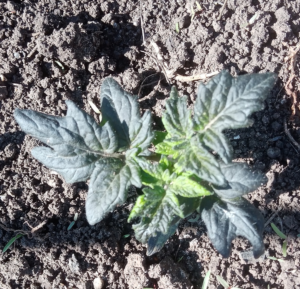 Фото автора. Один из гномов в открытом грунте.