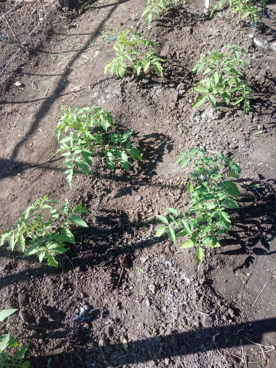 Фото автора. Спанбонд сегодня снял. Белый налет это доломитовая мука,