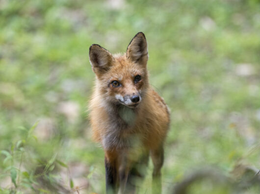    лиса // фото: Изображение от wirestock на Freepik