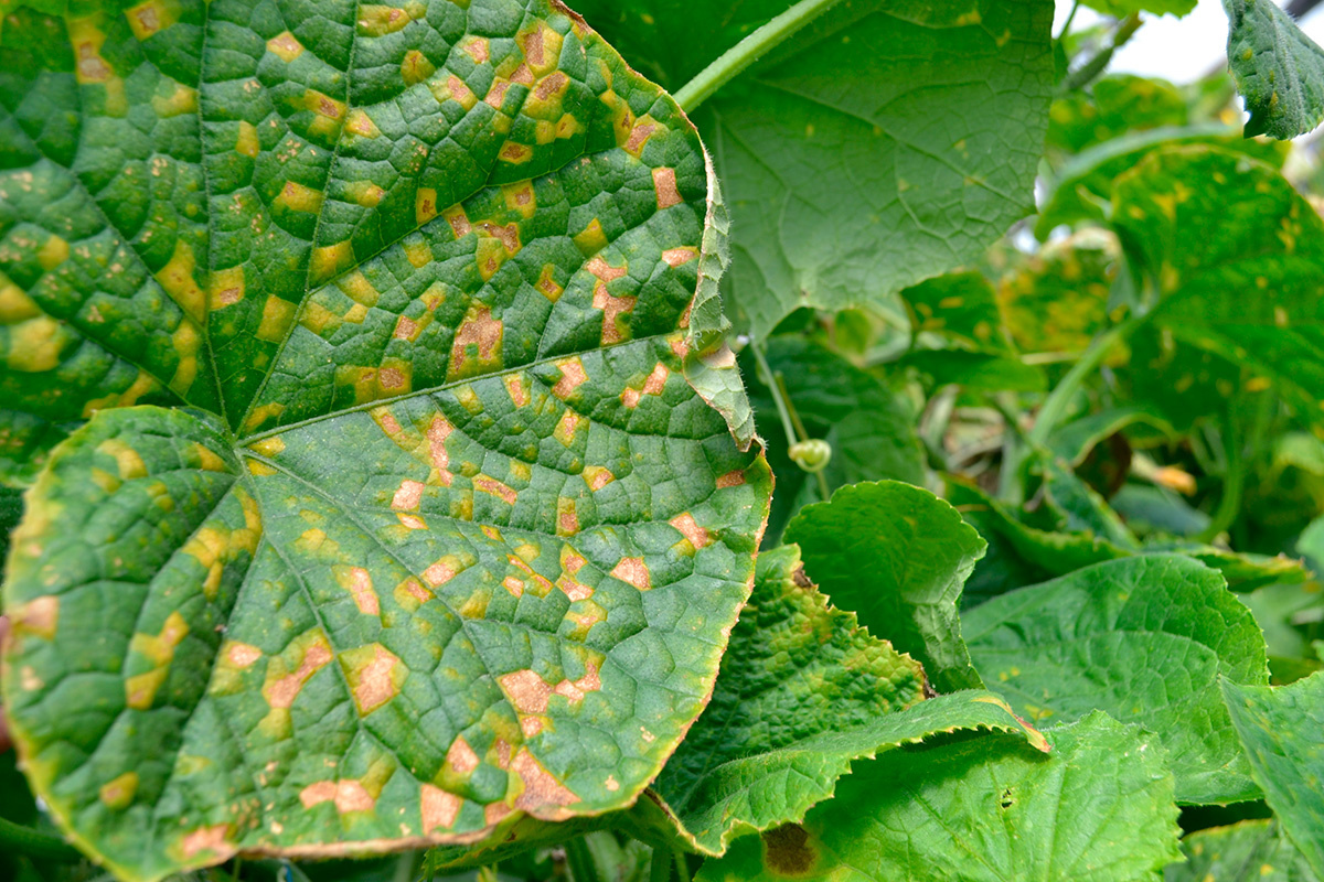 Болезни листьев у огурцов