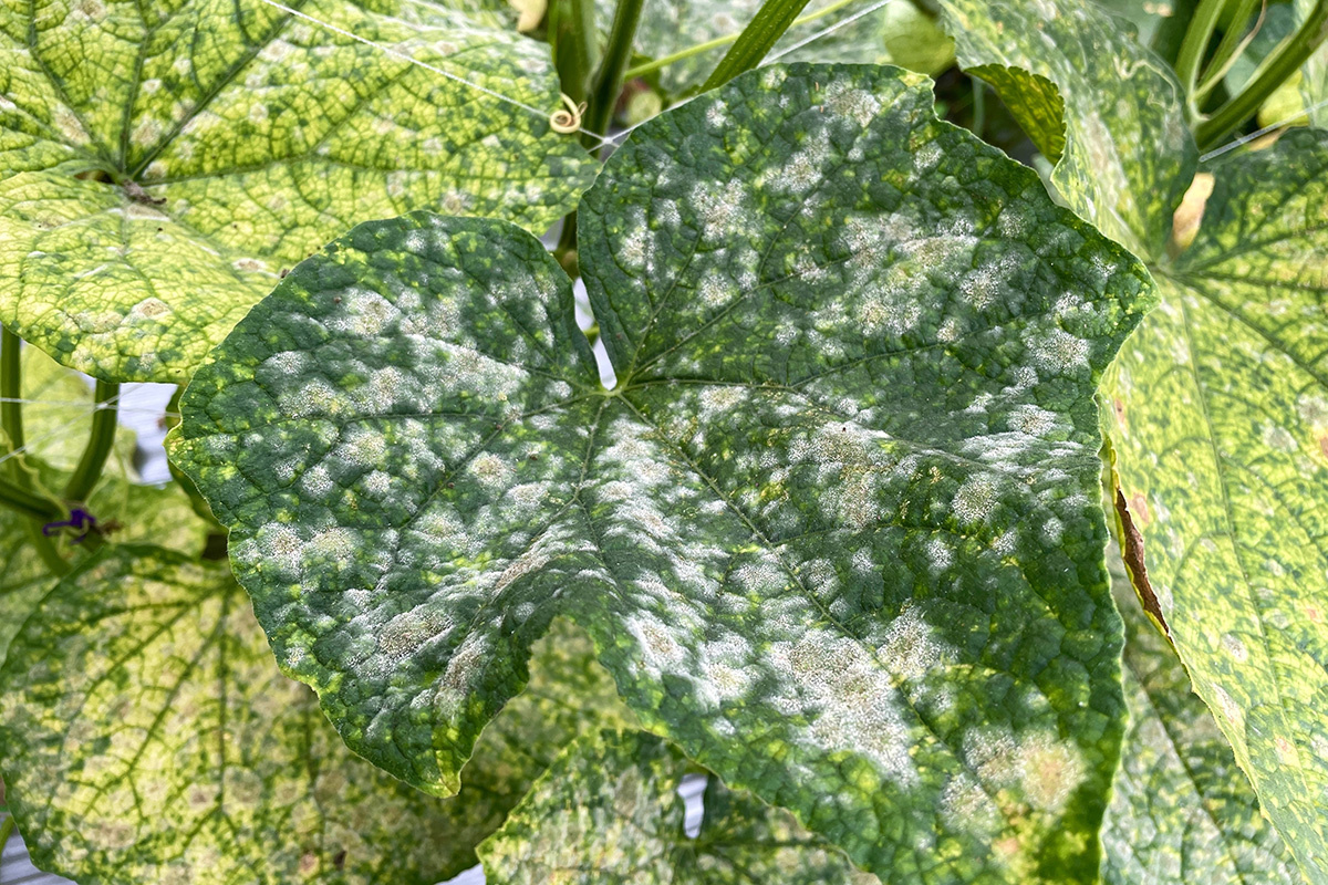 Мучнистая роса