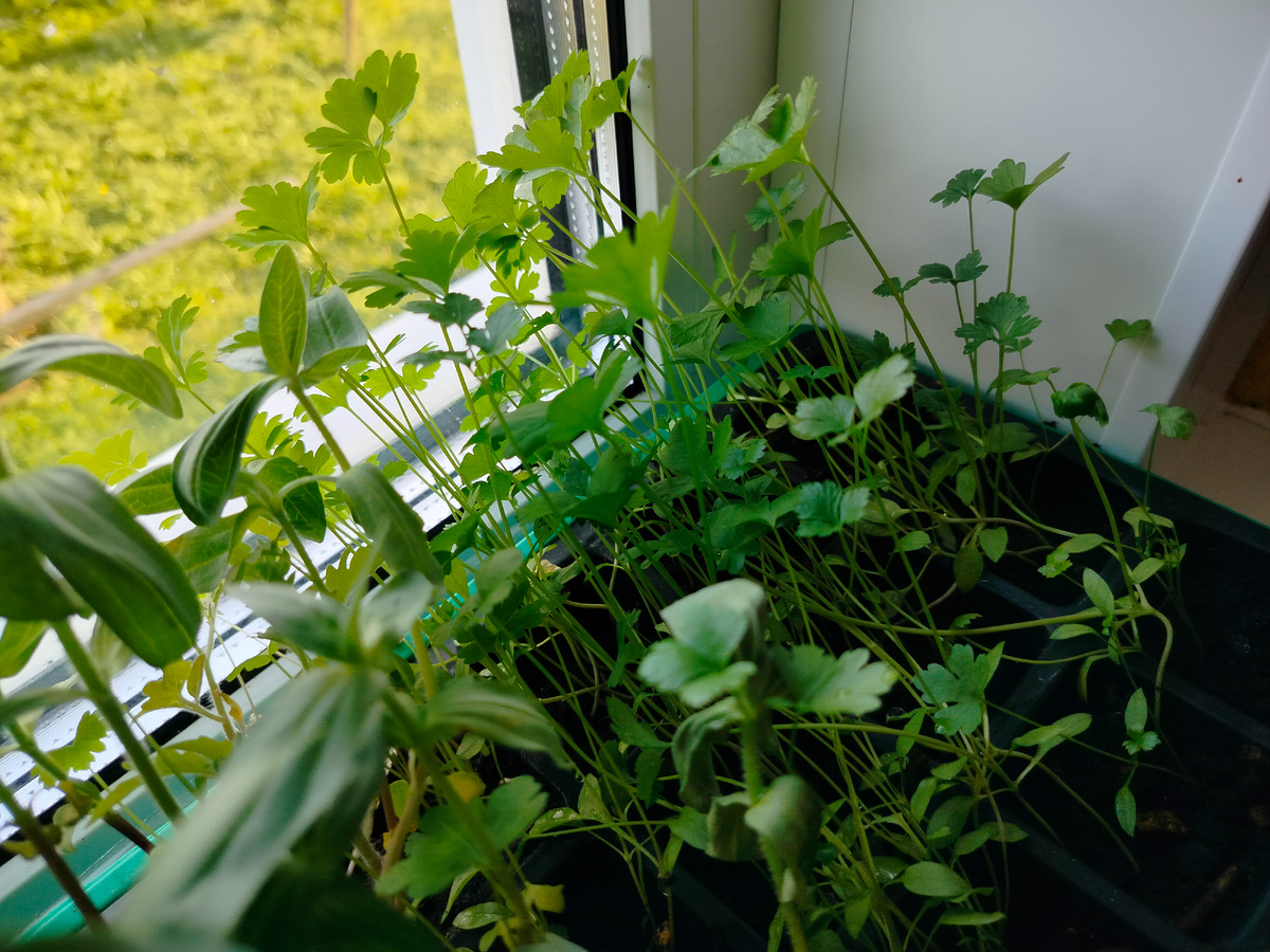 Петрушка выращенная на рассаду ещё в городе, которая до сих пор теснится в маленьких стакашках и с грустью в глазах смотрит через оконное стекло на своих сородичей , растущих на грядках с прошлого лета и мечтает соединиться с ними этим летом и нарастить шикарные пушистые кустики.
