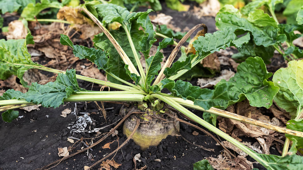 Фото: Олег Харсеев / Коммерсантъ