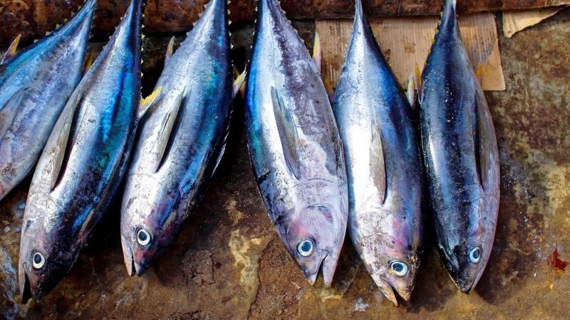     Рыба. Тунец. открытые источники (CC0)