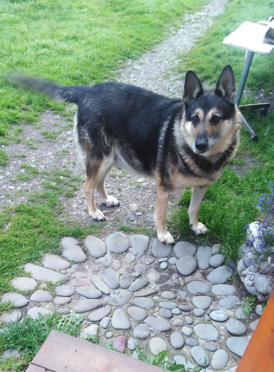 Это он уже старенький. В прошлом году.