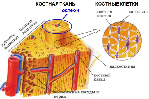 строение костной ткана 