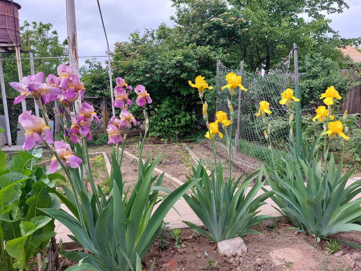 Расцвели ещё не всё, а только малая часть из моей коллекции. 