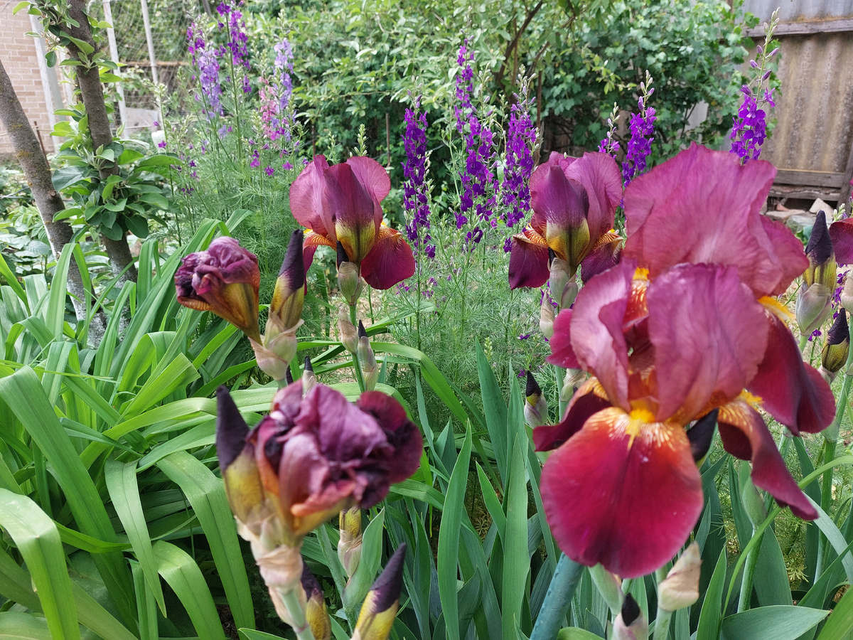 Ирисы одновременно цветут с дельфиниумом однолетним, их сочетание в композиции прекрасно.