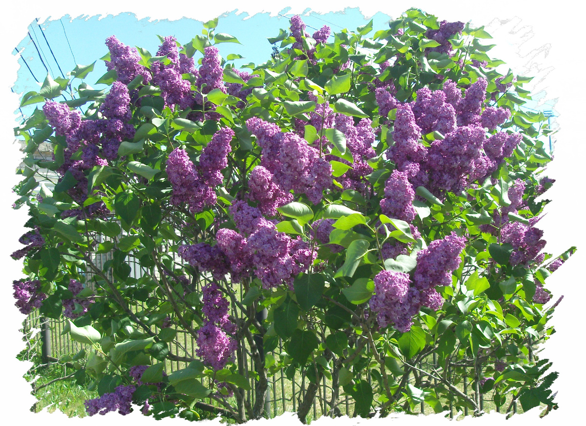 Фото автора.