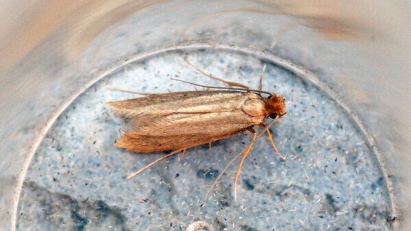    CC BY 2.0 / Ben Sale / pos Tineola bisselliella