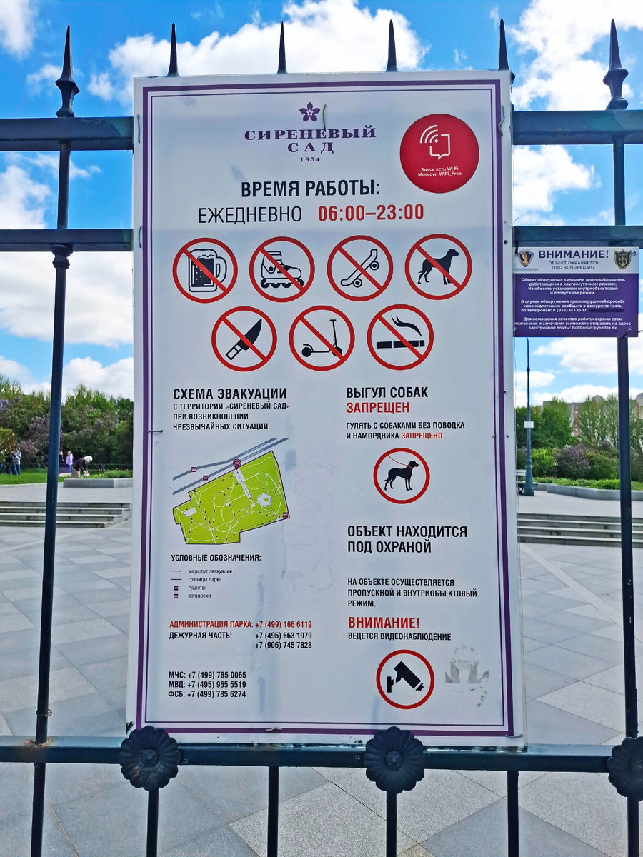 Сиреневый сад в Северном Измайлово (на Щёлковском шоссе). Фото автора.