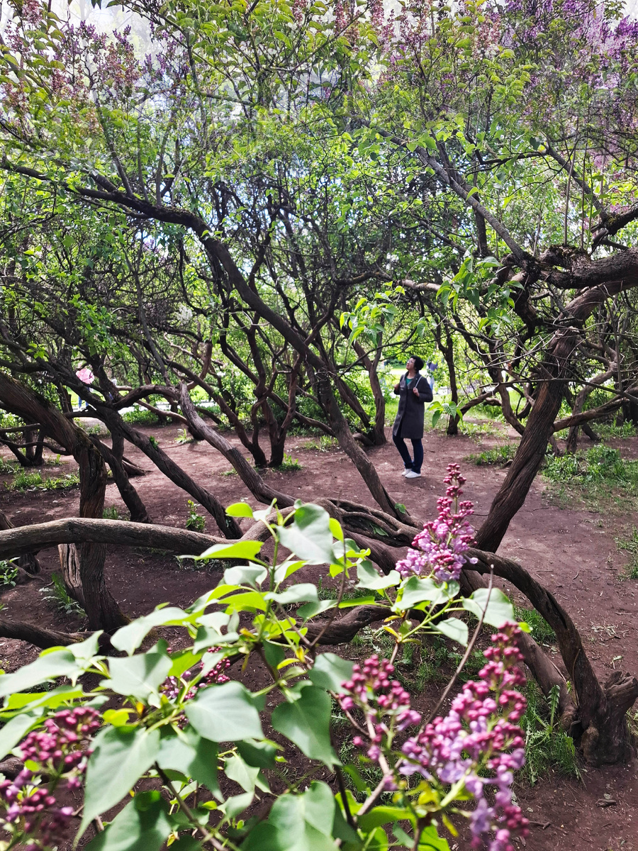 Понятно, что такие стволы очень манят детей, но лазить, висеть и качаться лучше на детской площадке, она там в двух шагах. Фото автора.