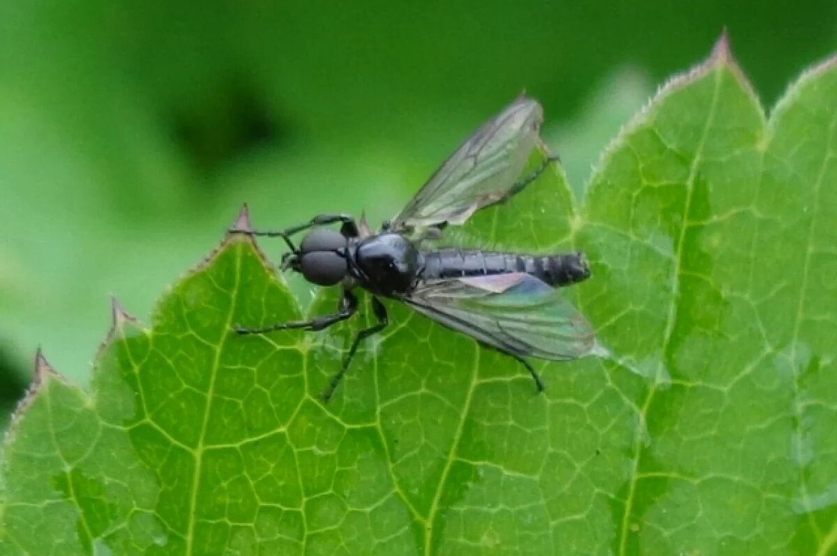    Заполонившие Омск чёрные насекомые надолго не задержатся