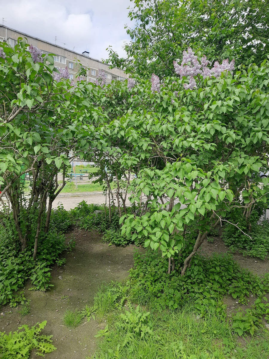 Сирень цветёт