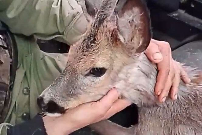    Фото: vk.com/vernosttv Елена Воронцова