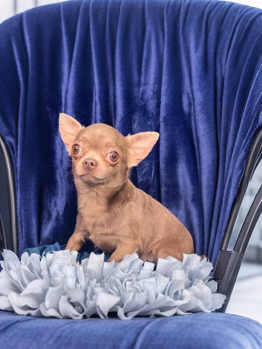 Маленькая собачка из приюта Домик Мелкашей ищет дом