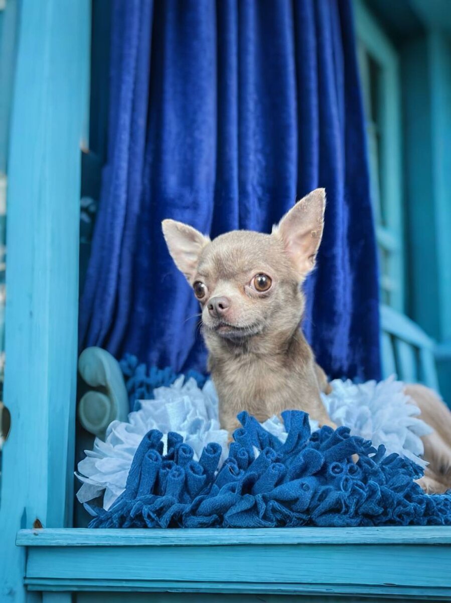 Маленькая собачка из приюта Домик Мелкашей ищет дом